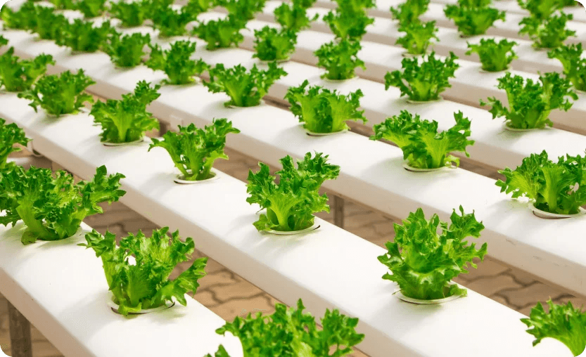 Fresh hydroponic lettuce grown at Boga Superfoods