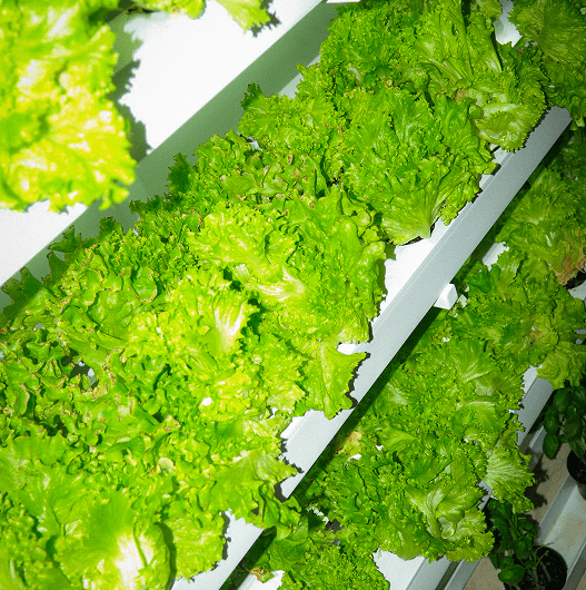 Fresh ingredients being prepared at Boga
